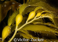 california kelp, channel islands park by Victor Zucker 